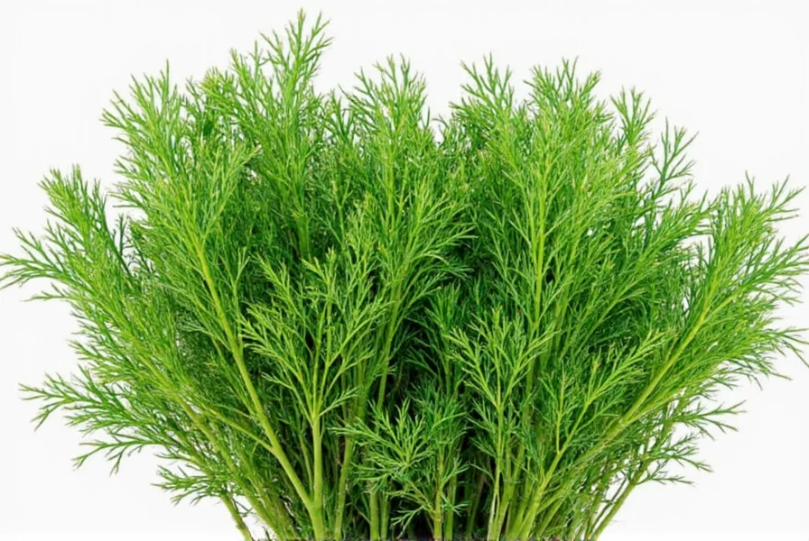 dill plant uses a flavorful guide for spice lovers and home chefs