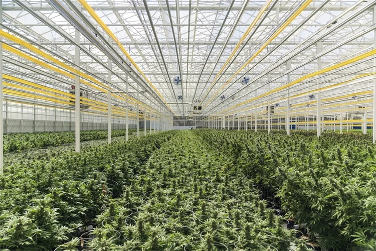 heavy duty greenhouse plant gardening