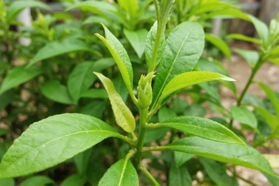 Pepper Plant Care: Complete Growing Guide for Healthy Harvests