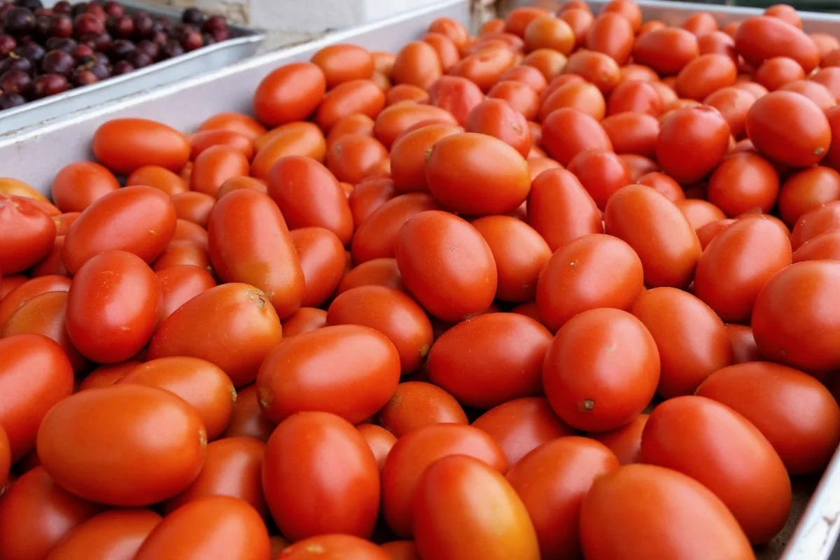 how to plant tomato seeds from tomatoes