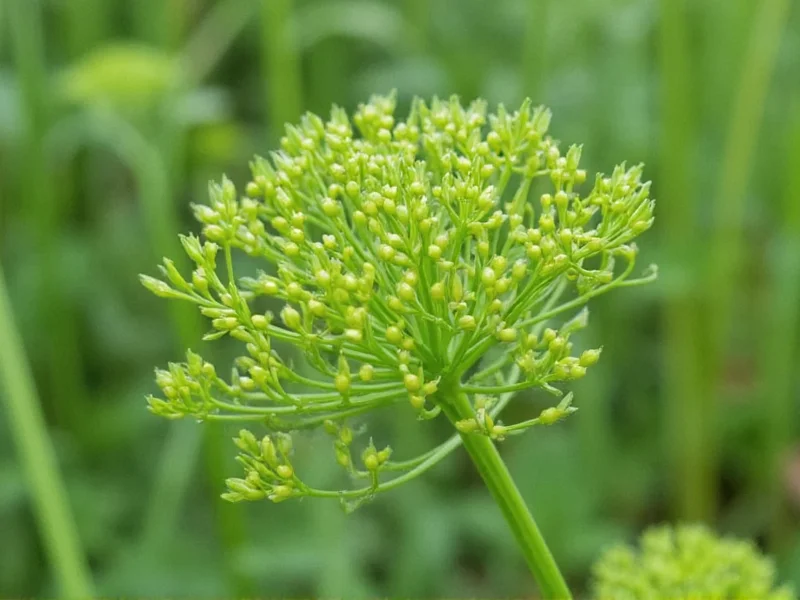 Dill vs Fennel: Clearing Up the Confusion
