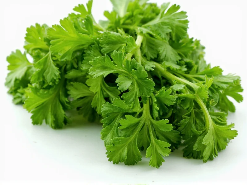 Cilantro vs Parsley: Clear Differences Explained