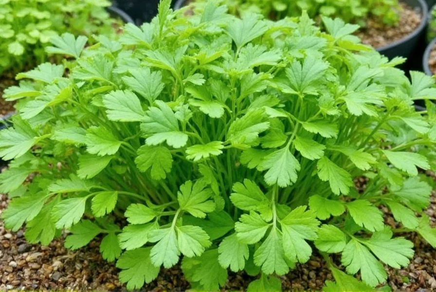Cilantro seed germination stages showing root development and first leaves