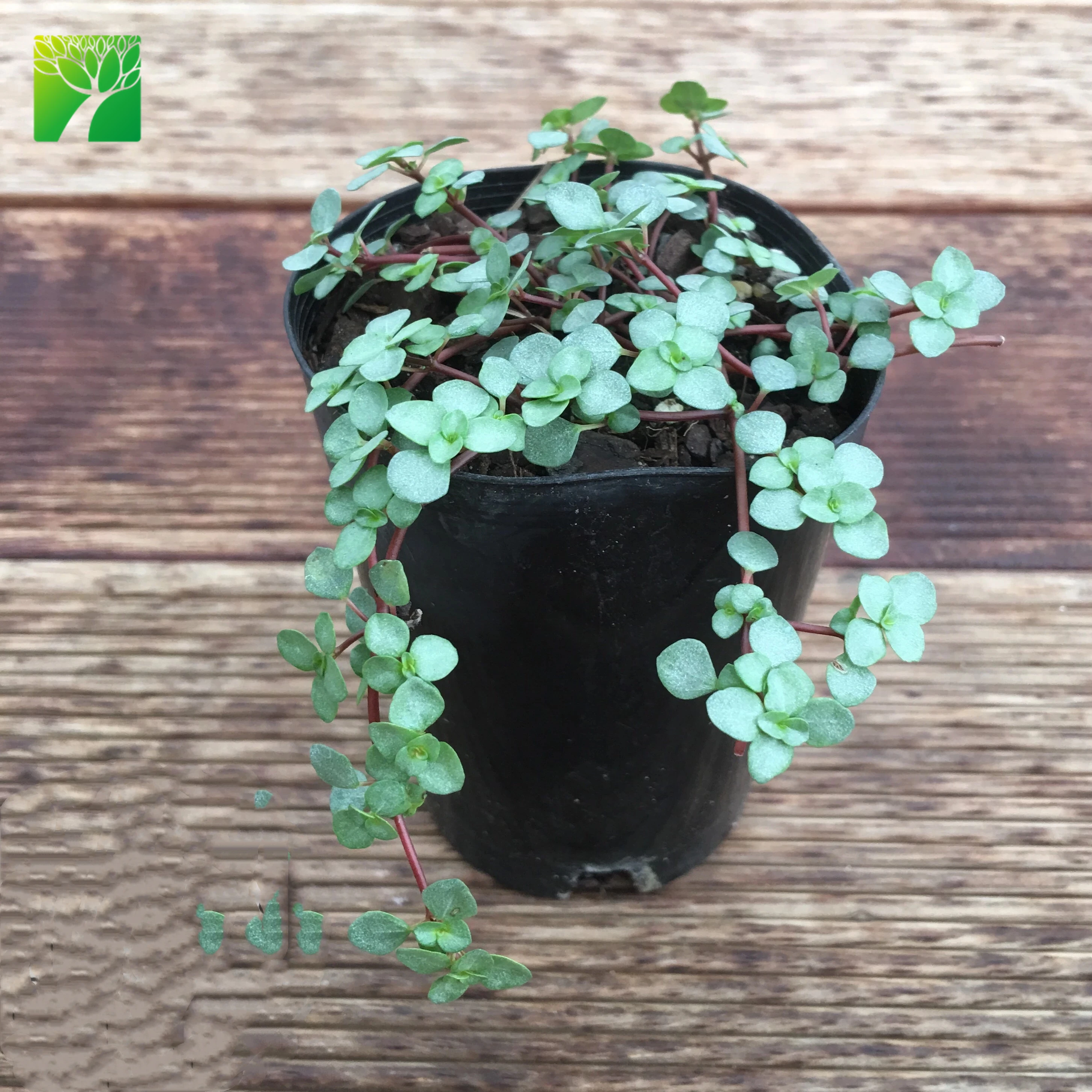 
New arriving indoor PILEA LIBANENSIS Silver Sprinkles live succulent 
