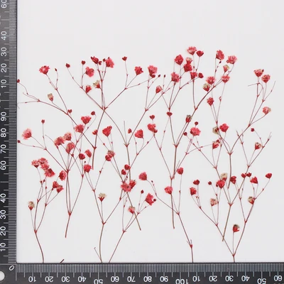 Babysbreath red.jpg