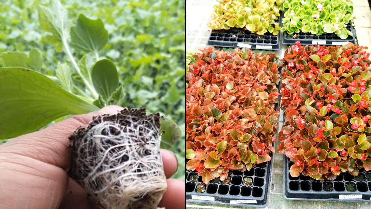 128 cells ps seed tray plastic plant seed tray for nursery of