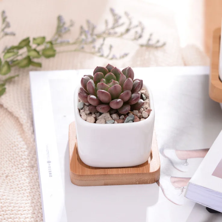 Ceramic White Succulent Plant Pots with Bamboo Tray Garden Home