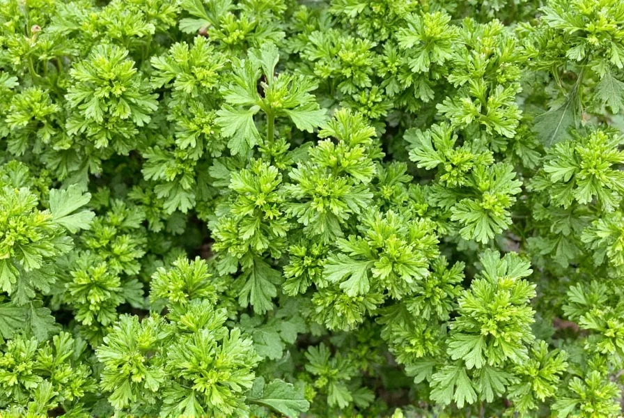 parsley fresh to dried conversion a flavorful guide for spice lovers