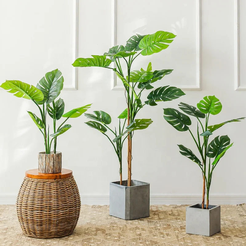 

Birthday gifts good wishes big leaves green plants cheap