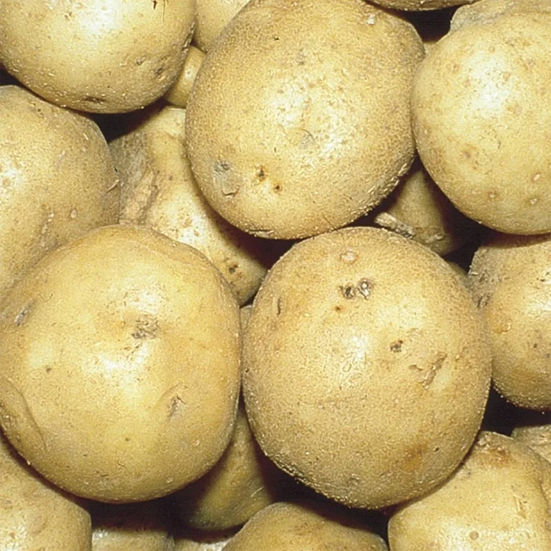 
Mexico Grown Potatoes BAKERS Fresh BULK Robinson Fresh MOQ 50-60 COUNT Quick Delivery in US 