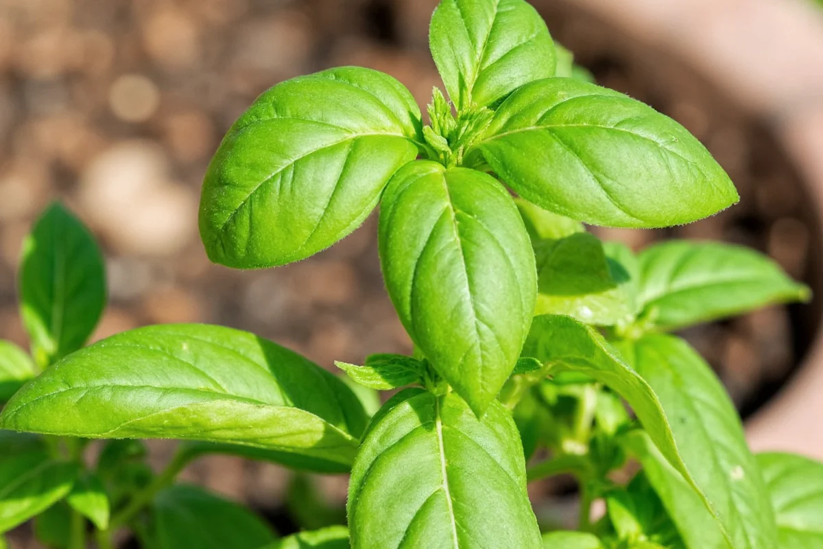 do basil plants need full sun