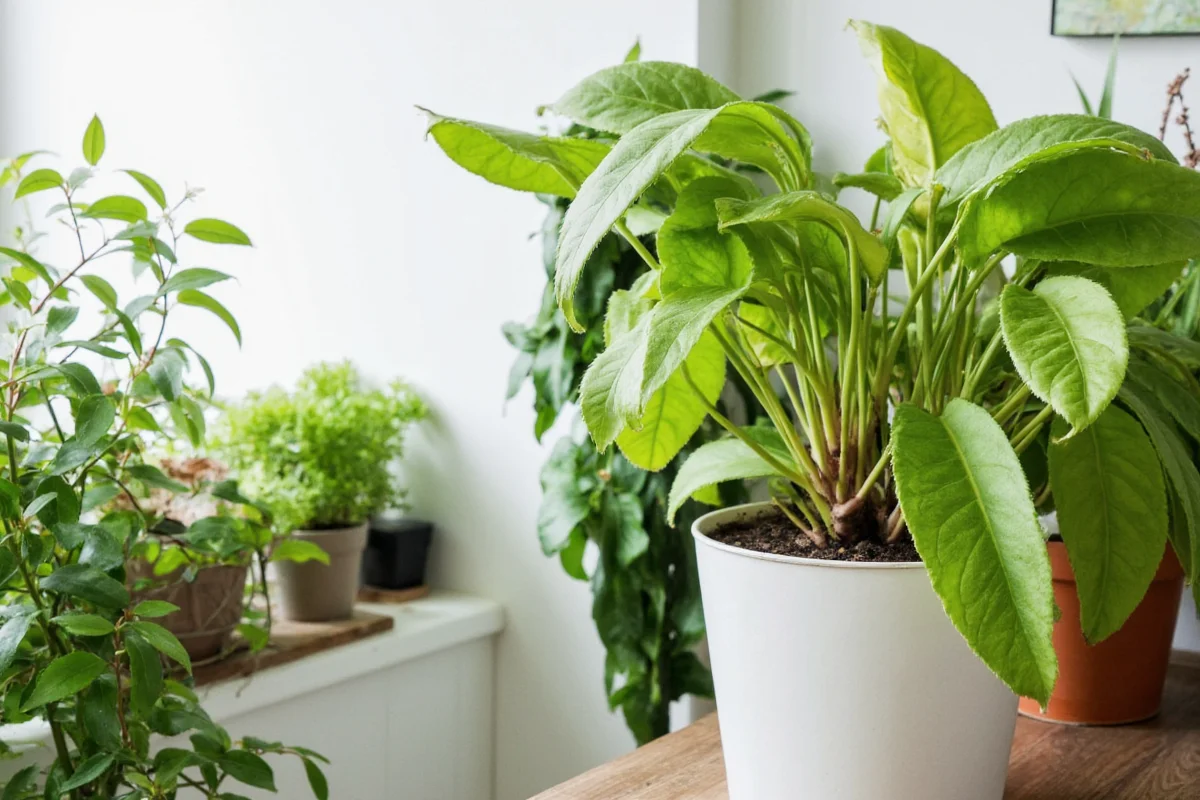 learn how to grow and care bird of paradise