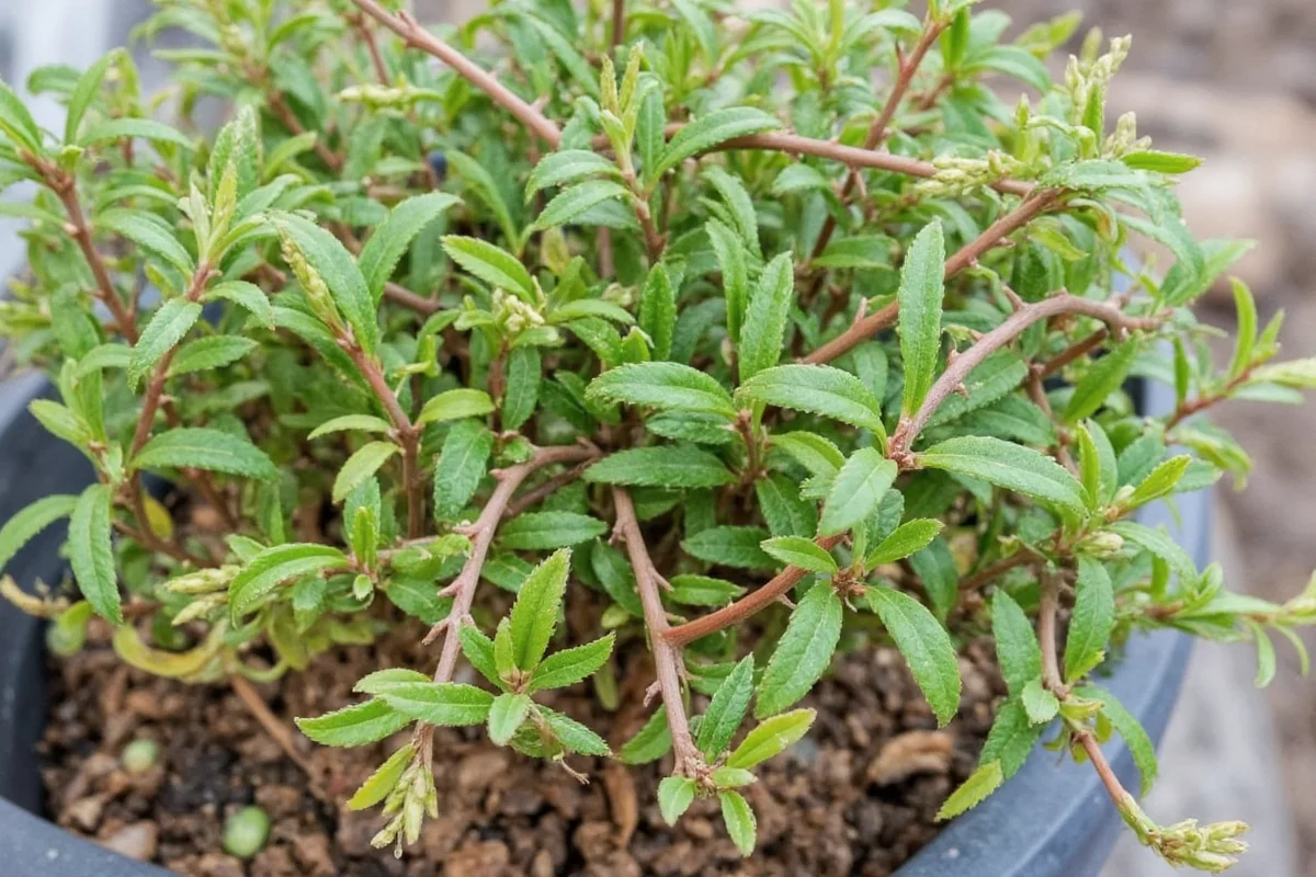 how to care for a crown of thorns plant