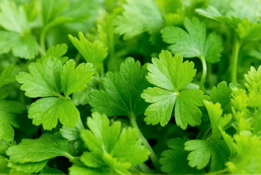 Close-up of fresh coriander leaves showing vibrant green color and delicate structure for understanding coriander nutritional value