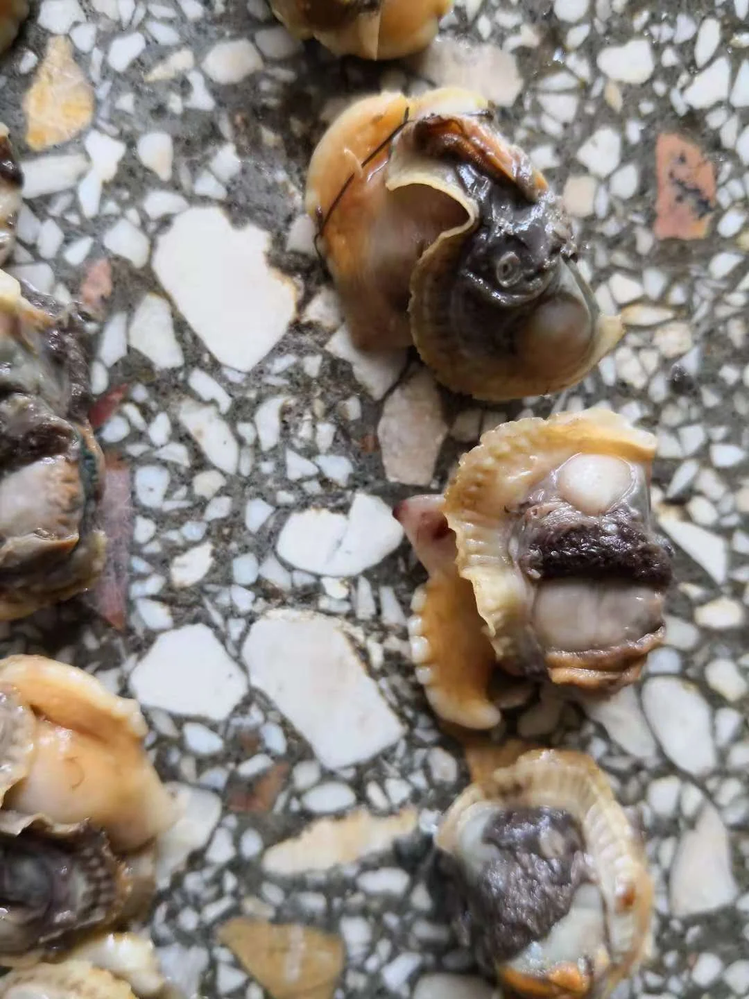 
Good Sale Seafood Shell Fish Frozen Blood Clams Meat 