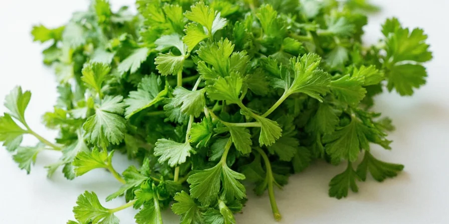 Homegrown Spanish parsley plant