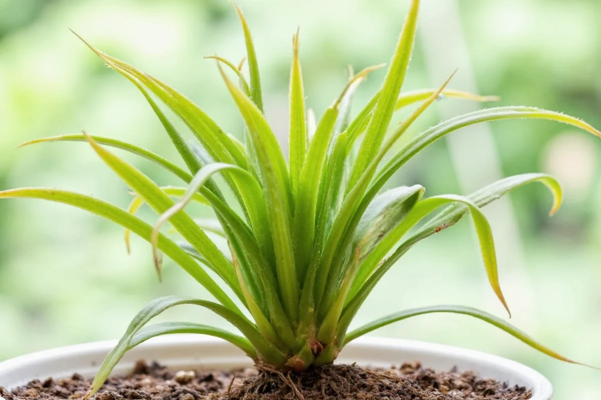 how to grow a spider plant