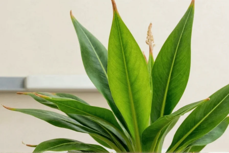 Visual comparison showing healthy ginger plant growth stages versus common problems like yellow leaves and root rot