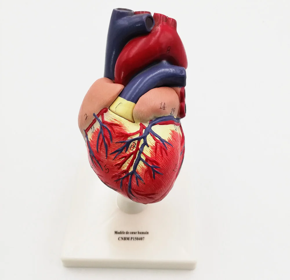 Gelsonlab Hsbm221 2times Life Size 2parts Human Heart Model Medical Plastics Heart Model Buy
