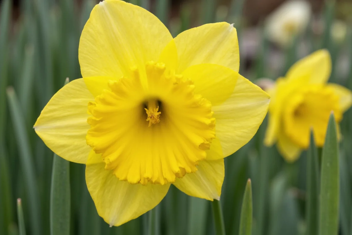 0926 daffodil