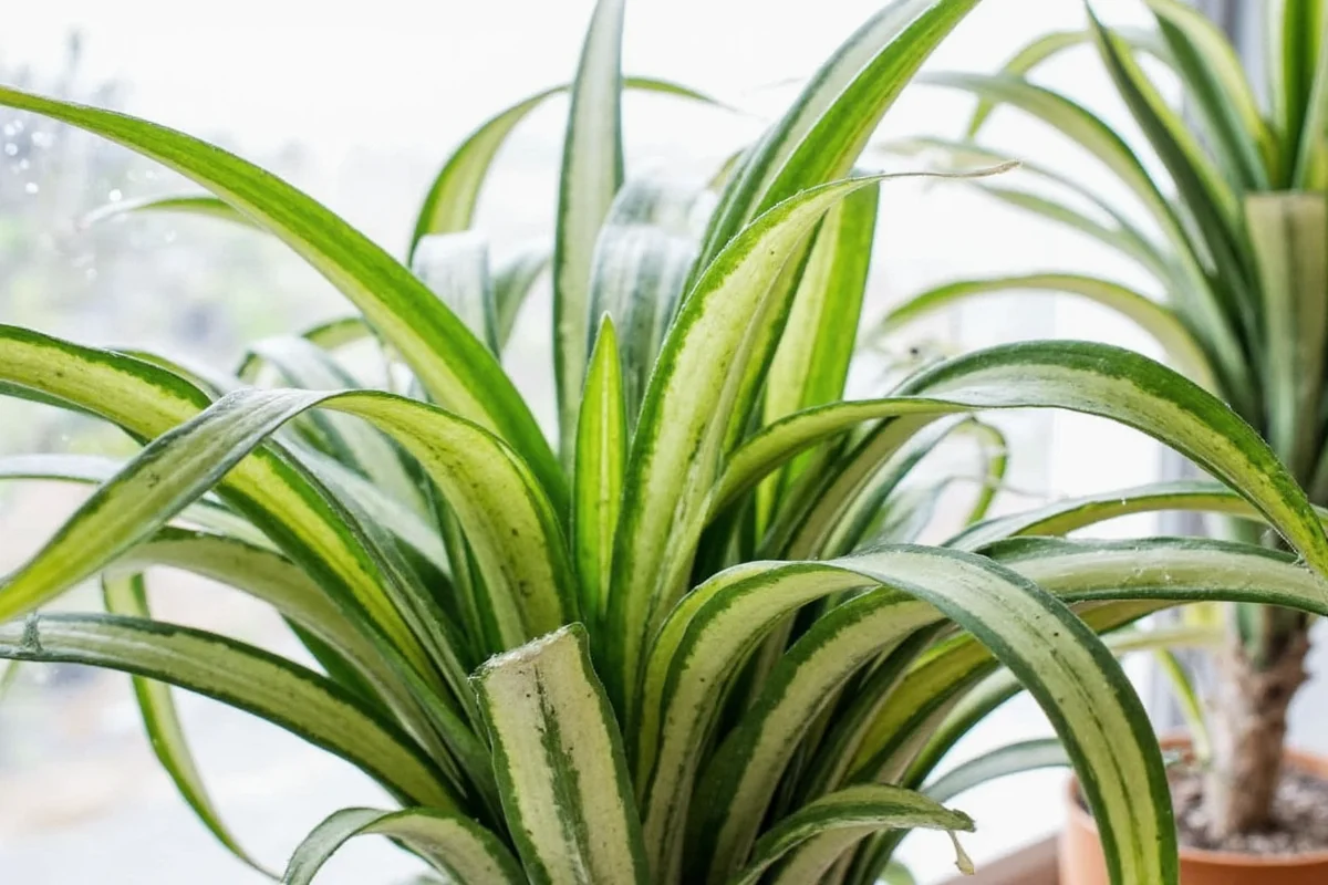 do snake plants like humidity