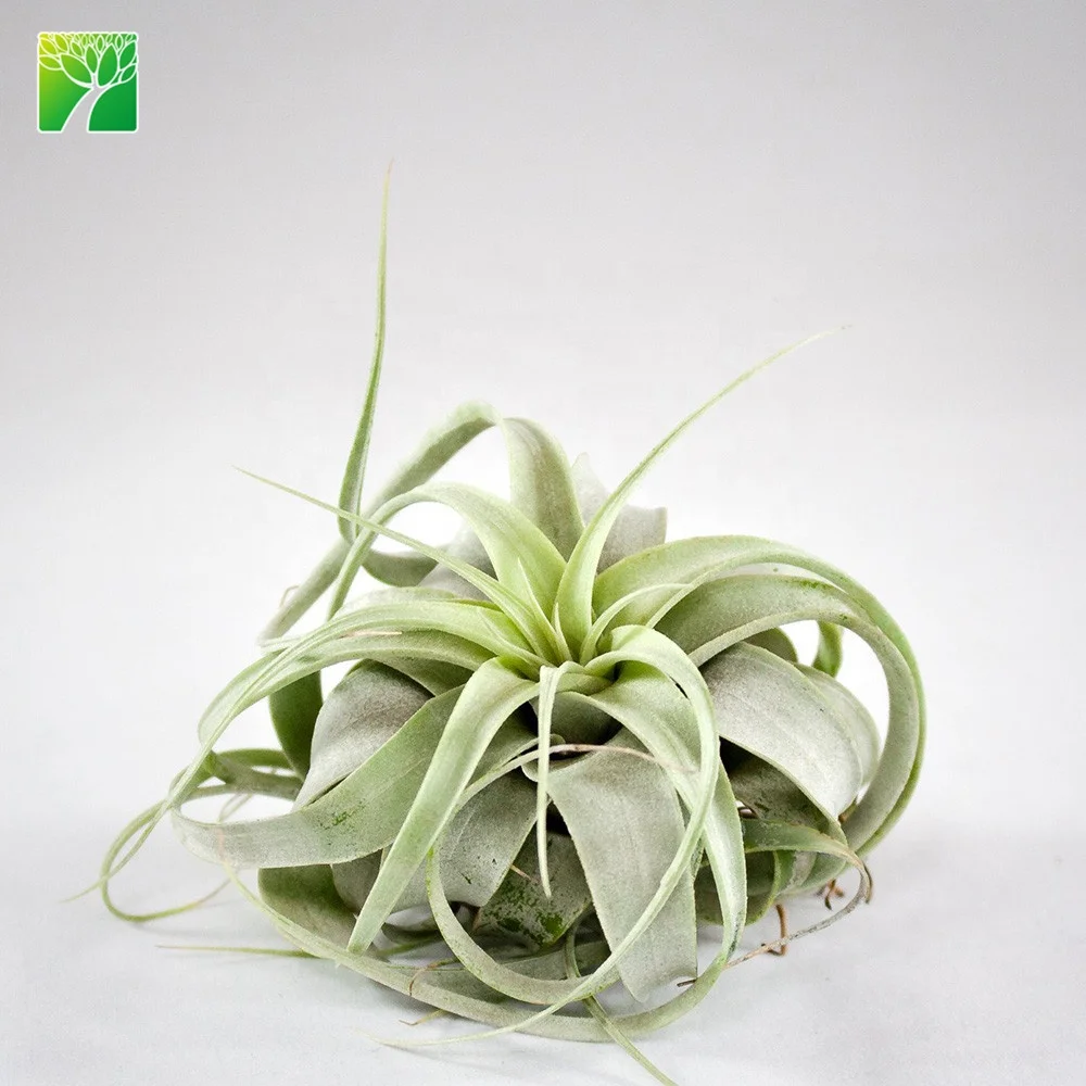 
Low price silvery gray 4-20cm mini air plant Tillandsia Xerographica 