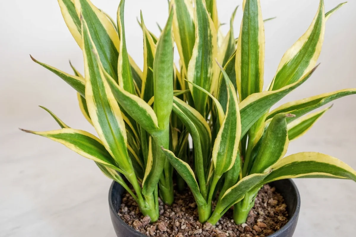 how to care for snake plant indoors
