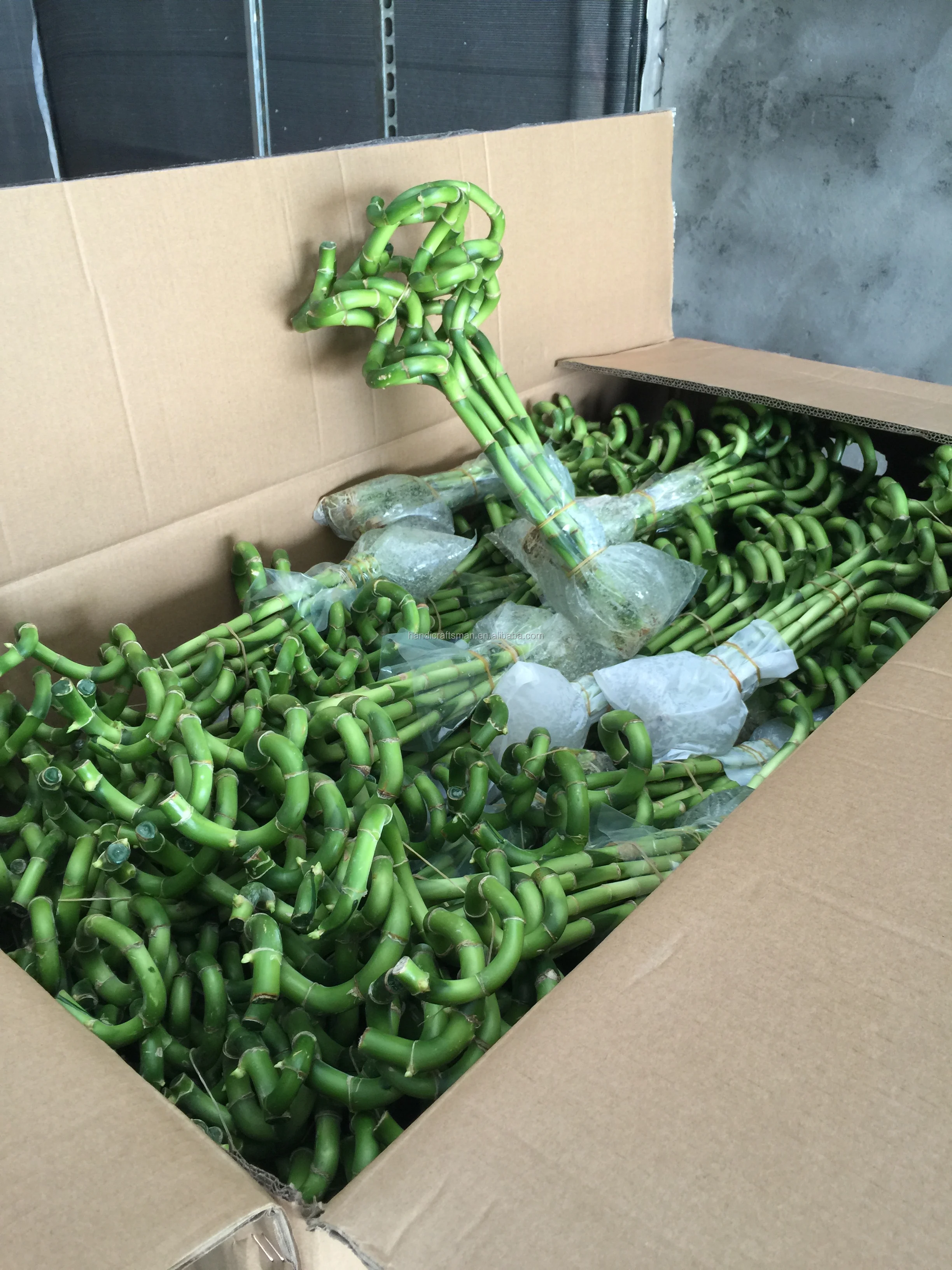 
Farm price best sell indoor ornamental live aquatic twisted nature plants curly spiral lucky bamboo 