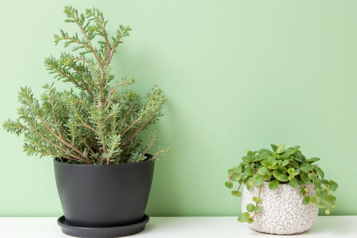 how to care for a succulent plant