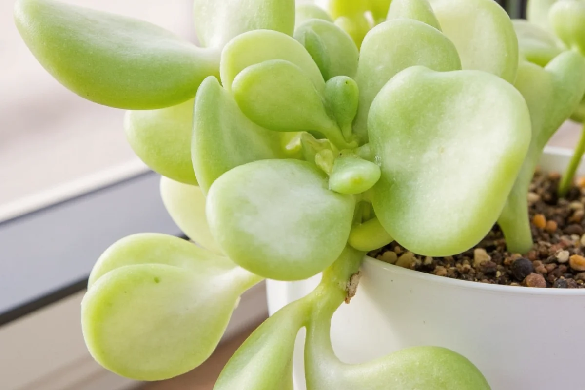 does a jade plant bloom