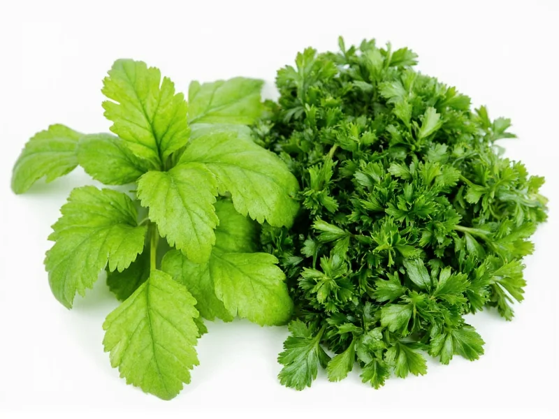 Cilantro vs Coriander Taste: Same Plant, Different Flavors