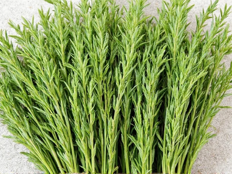 Caraway Uses: Culinary, Medicinal & Traditional Applications