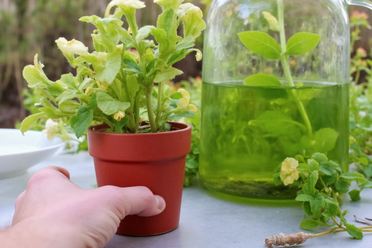 how to care for a pitcher plant