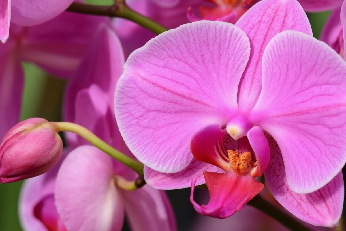 how to plant orchid seeds
