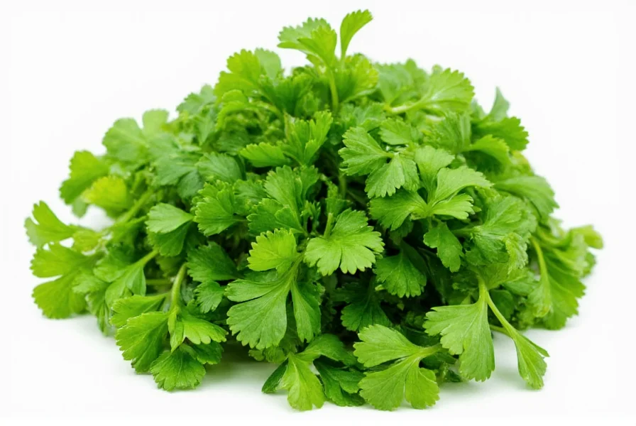 Coriander plant growing in garden with close-up of fresh leaves