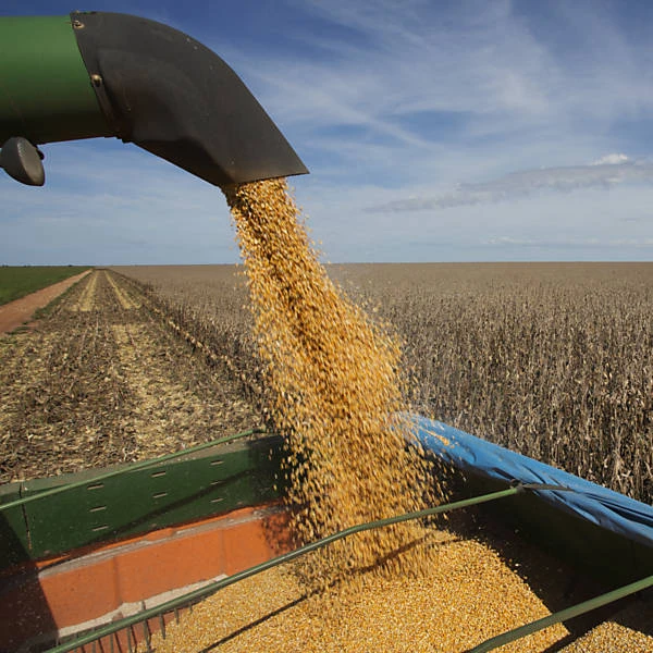 
Corn feed Russia origin GMO FREE 