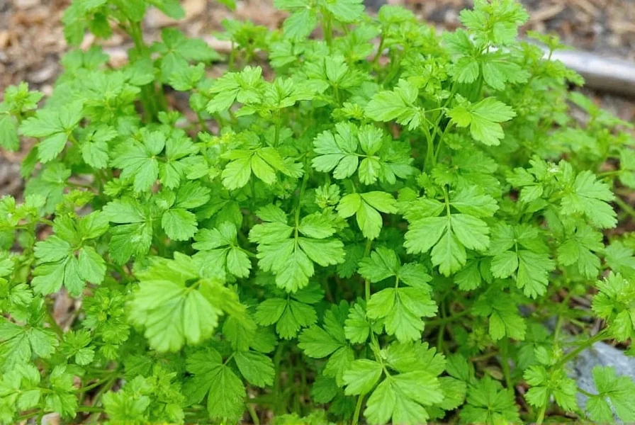 Various culinary preparations featuring fresh coriander leaves and toasted coriander seeds