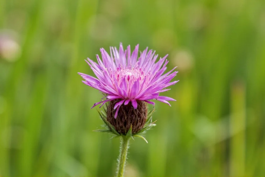 Side-by-side comparison showing purple prairie-clover leaves and flowers next to similar species for identification purposes