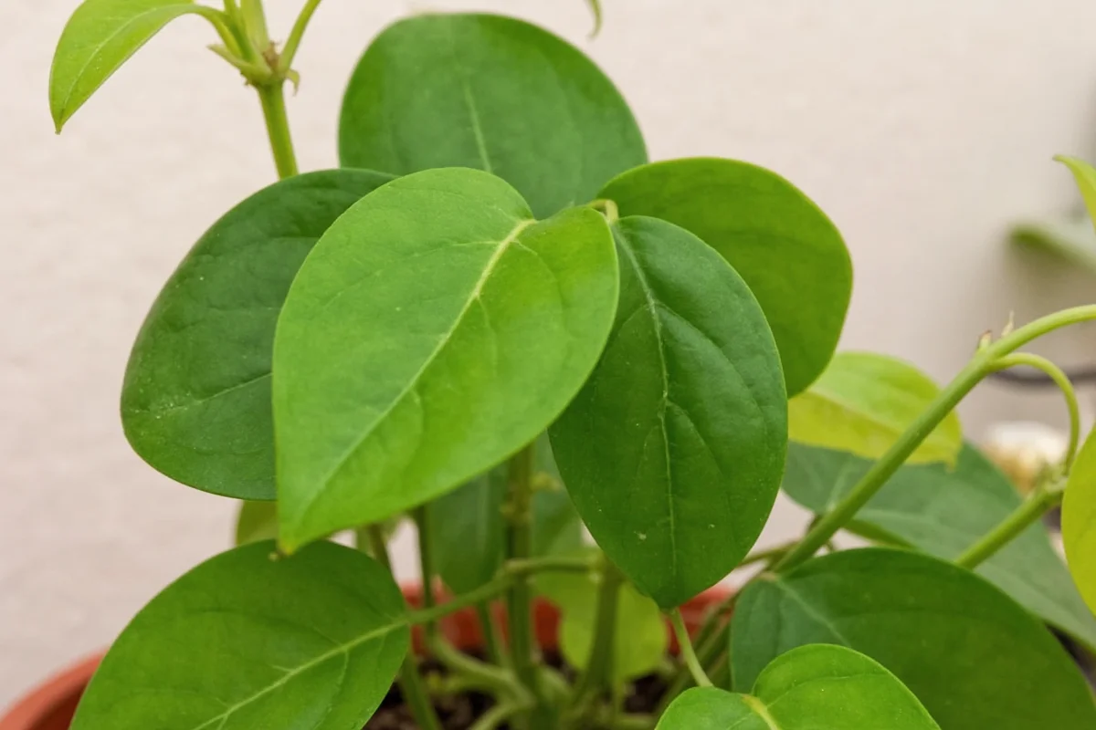 how to plant pothos