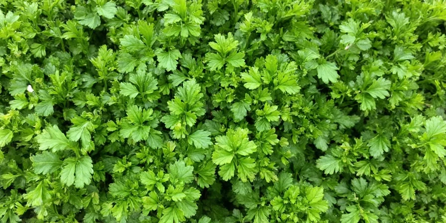 Dried vs Fresh Parsley Comparison Chart