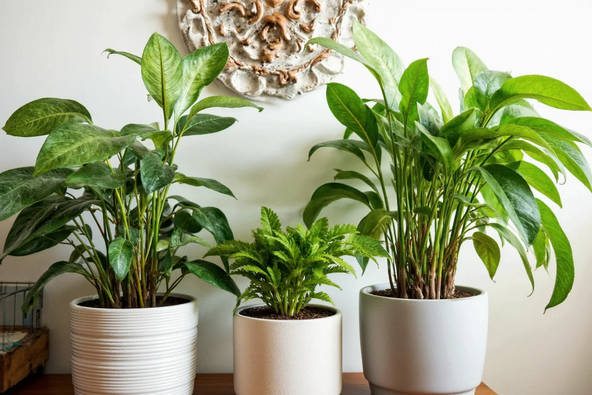 best worst companions for peppers