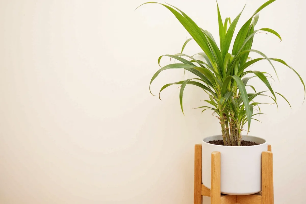 how to take care of bamboo plant indoor