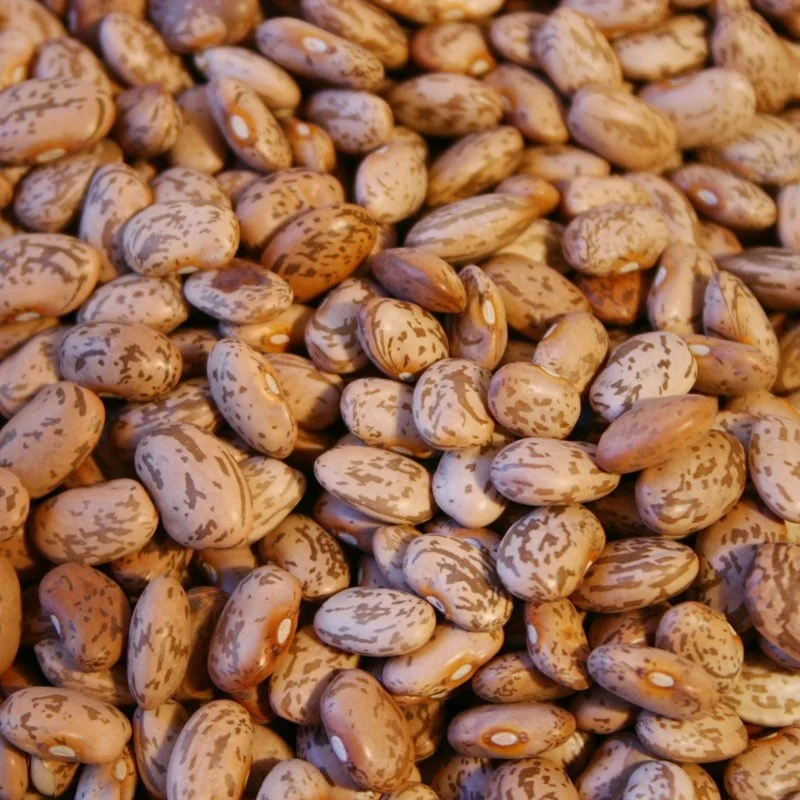 
Peru Grown Fresh Pinto Beans Dry Robinson Fresh MOQ 50 LBS Quick Delivery in US 