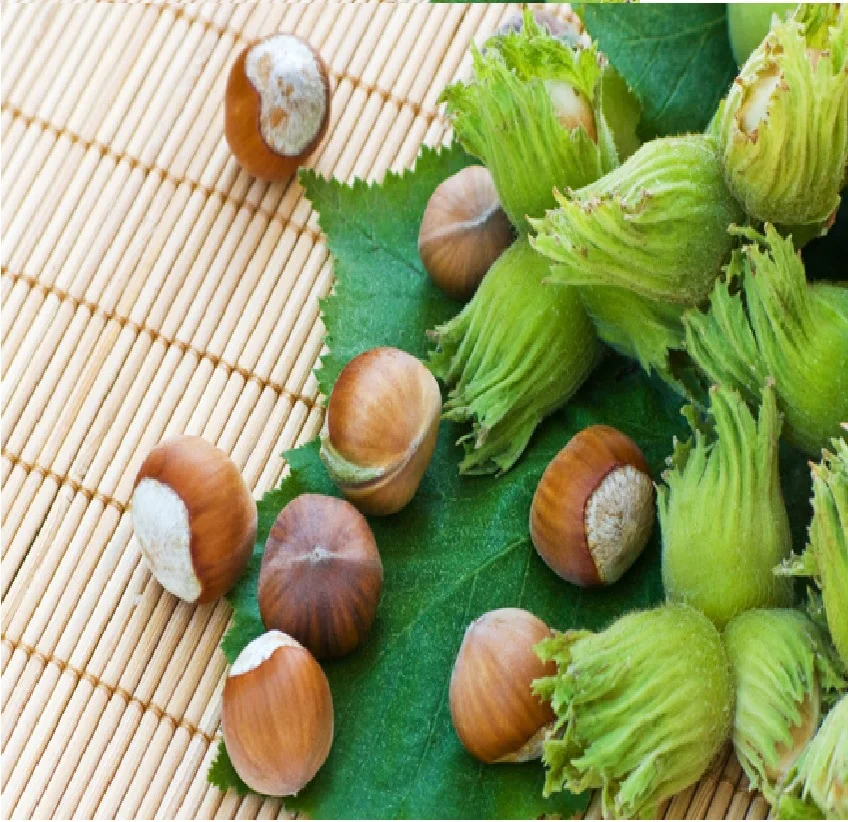 
Cheap Hazelnut Shell Natural Origin Organic New Season 2020 Turkish 