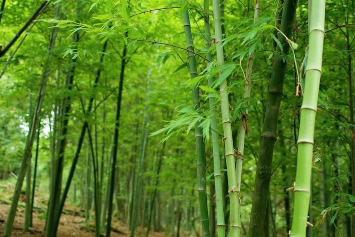 is bamboo a tree or plant