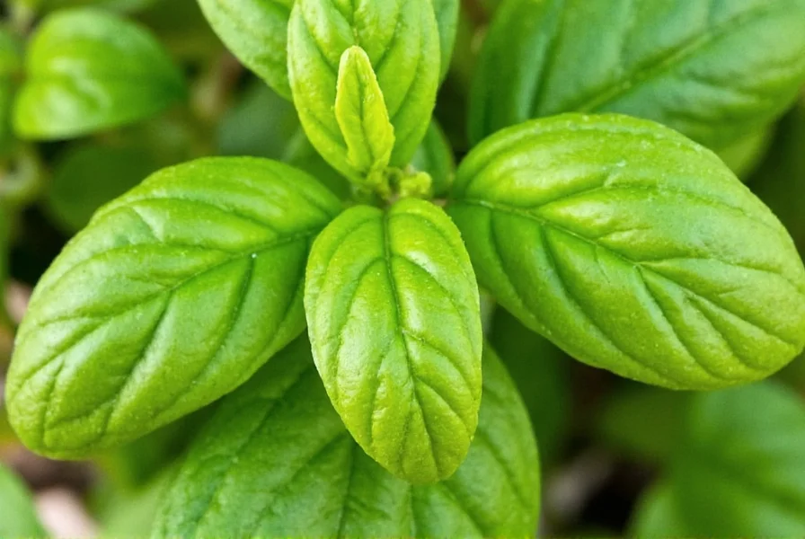 Garden with Mexican Basil