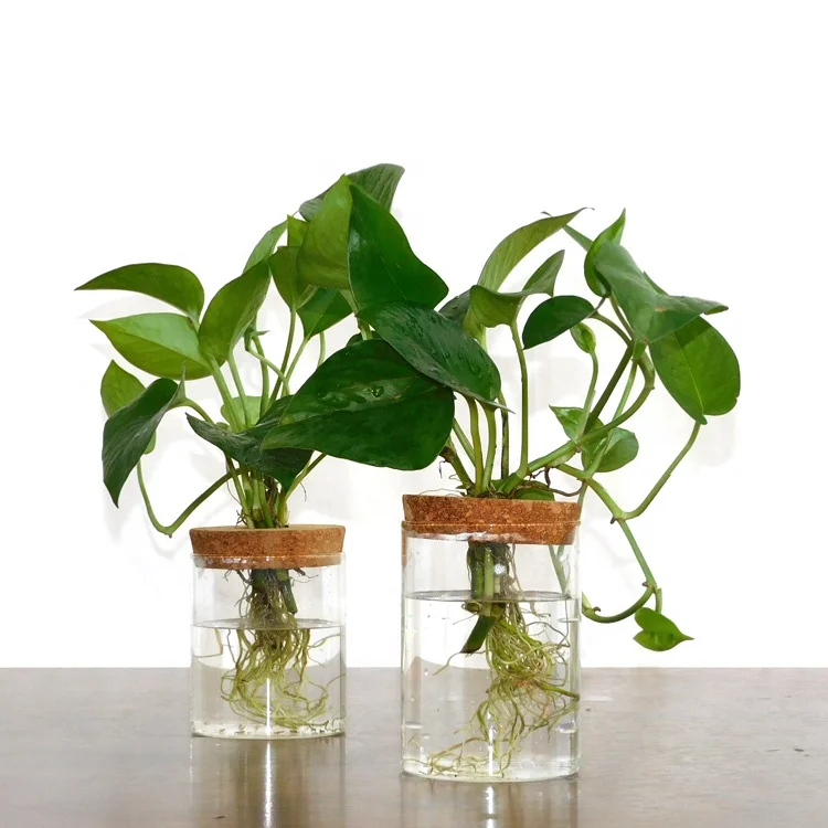 

Plant Terrarium Propogation Planters Home Garden Office Decor with lid, Customized color