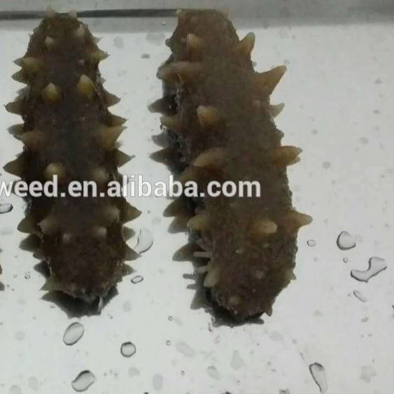 
Dried and Frozen Sea Cucumbers Cleaned 