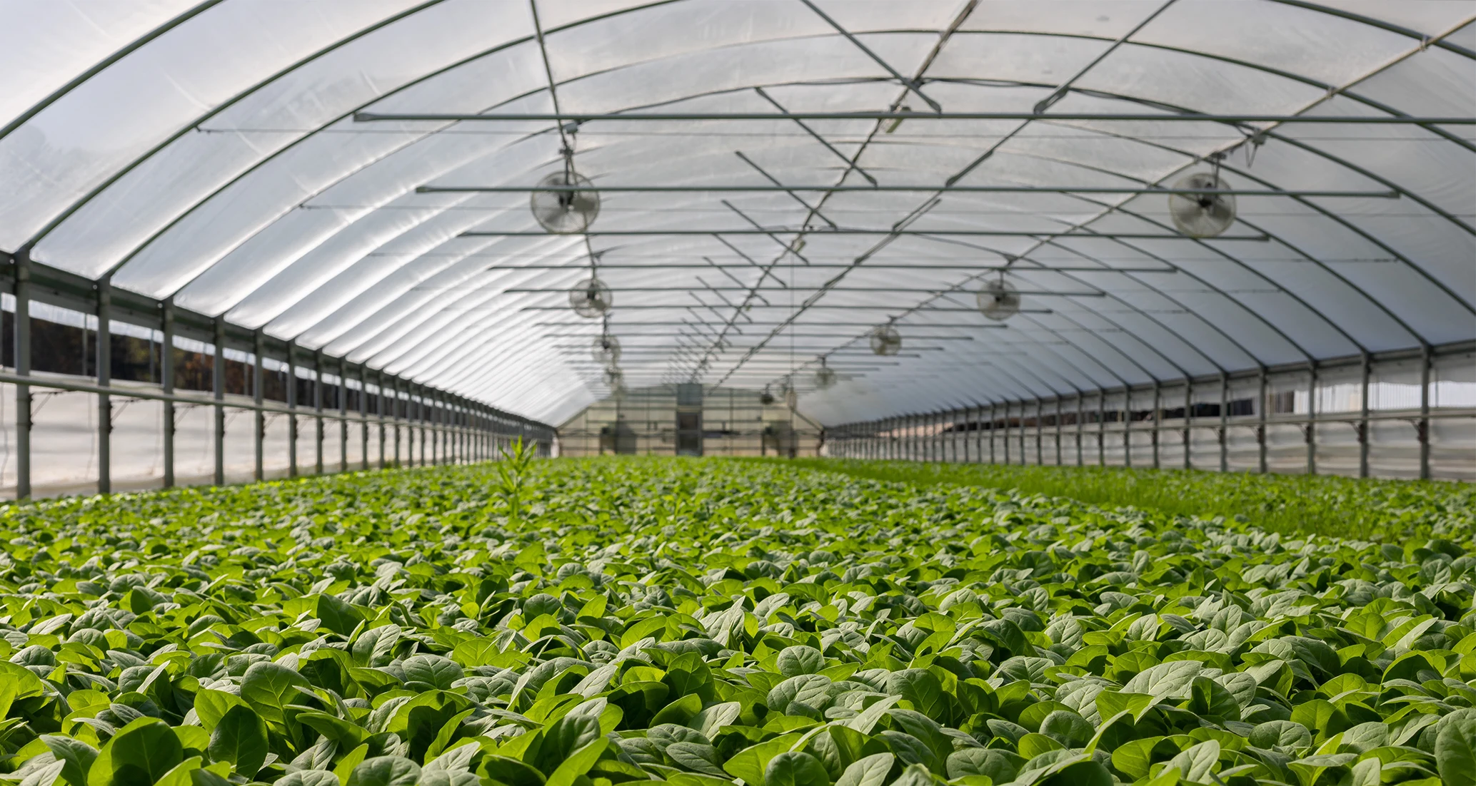 NEW 6 Ventilation Garden Farm Greenhouse with Green PE Cover All Season 3.5M x 2 