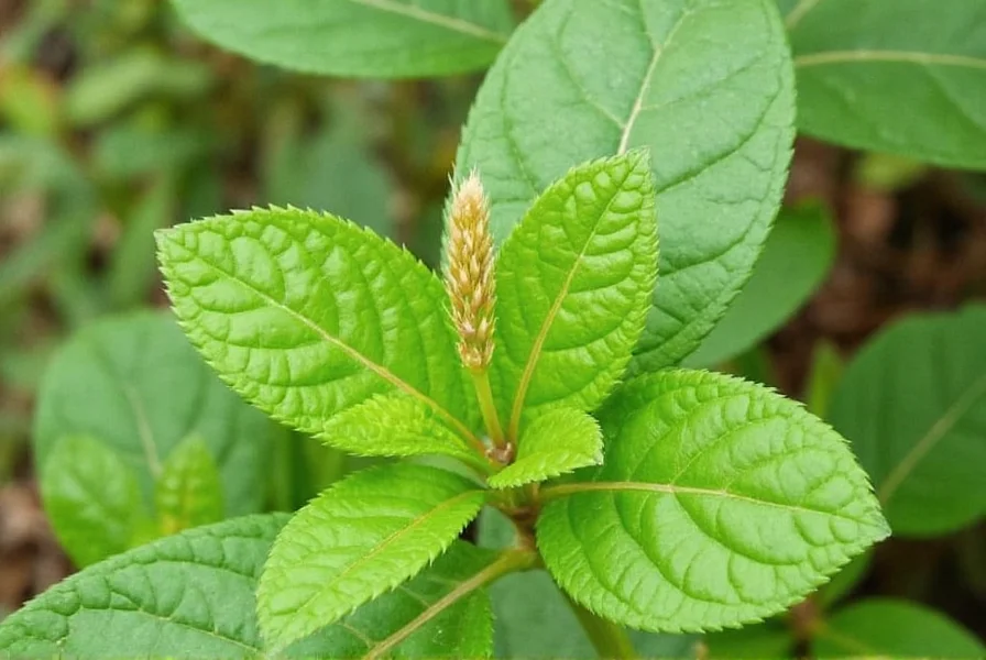 Comparison of Dead Man's Fingers tubers versus true ginger rhizomes